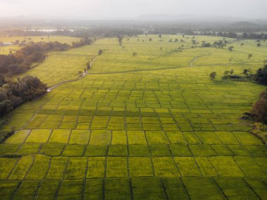 Sri Lanka kırsalındaki yeşil pirinç tarlalarının hava fotoğrafı. Yüksek kalite fotoğraf