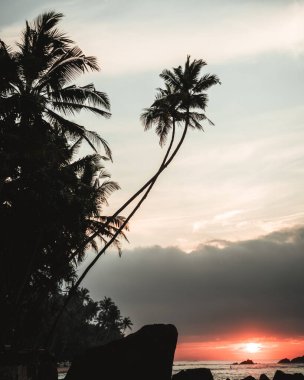 Sri Lanka, Mirissa 'da palmiye ağaçlarıyla plajda gün doğumunda çekilmiş temiz bir fotoğraf. Yüksek kalite fotoğraf