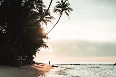 Palmiye ağaçları ve Sri Lanka sahilinde bir insanın silueti ile gün doğumu. Yüksek kalite fotoğraf