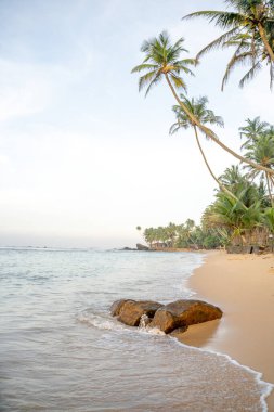 Sri Lanka, Mirissa 'da palmiye ağaçlarıyla plajda gün doğumunda çekilmiş temiz bir fotoğraf. Yüksek kalite fotoğraf