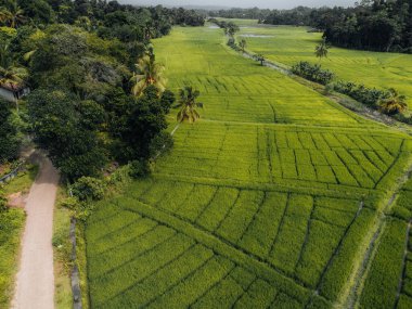 Sri Lanka kırsalındaki yeşil pirinç tarlalarının hava fotoğrafı. Yüksek kalite fotoğraf
