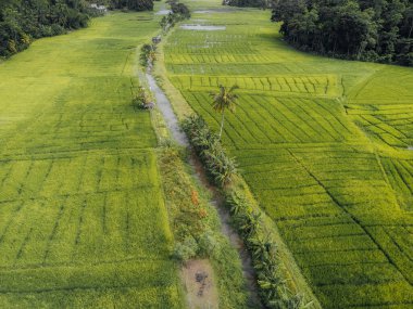 Sri Lanka kırsalındaki yeşil pirinç tarlalarının hava fotoğrafı. Yüksek kalite fotoğraf