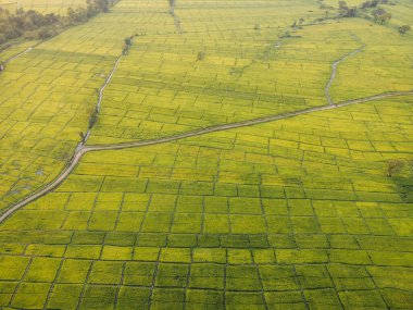 Sri Lanka kırsalındaki yeşil pirinç tarlalarının hava fotoğrafı. Yüksek kalite fotoğraf