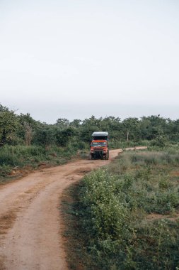 Udawalawa Ulusal Parkı 'nda safari sırasında toprak yol. Yüksek kalite fotoğraf