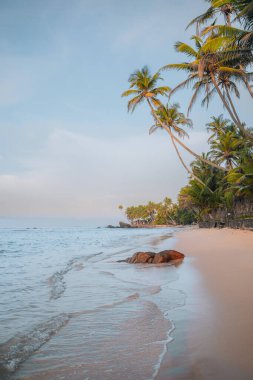 Sri Lanka, Mirissa 'da palmiye ağaçlarıyla plajda gün doğumunda çekilmiş temiz bir fotoğraf. Yüksek kalite fotoğraf
