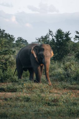 Vahşi filler, Udawalawa Ulusal Parkı 'ndaki safari sırasında Elephas maximus maximus. Yüksek kalite fotoğraf