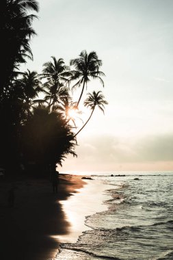 Palmiye ağaçları ve Sri Lanka sahilinde bir insanın silueti ile gün doğumu. Yüksek kalite fotoğraf
