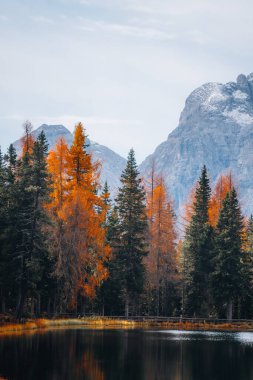 İtalya 'nın Dolomites şehrindeki Lago di Antorno Gölü' nde sonbahar renkli ağaçlar ve yapraklar. Yüksek kalite fotoğraf