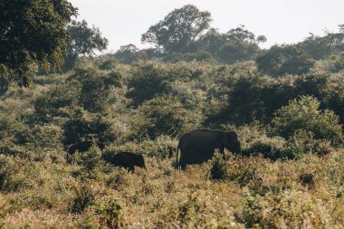 Vahşi filler, Udawalawa Ulusal Parkı 'ndaki safari sırasında Elephas maximus maximus. Yüksek kalite fotoğraf
