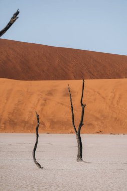 Büyüleyici ve güzel Deadvlei, Sossusvlei, Namibya 'daki yaşlı ağaçların fotoğrafı. Yüksek kalite fotoğraf