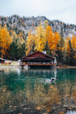 Sonbahar ağaçları ve Lago Ghedina gölü manzarası, Dolomitler Güney Tyrol İtalya. Yüksek kalite fotoğraf