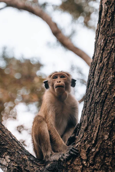 Macaco Macaco Toque Selvagem Durante Manhã Sigiriya Parque Nacional Foto — Fotografia de Stock