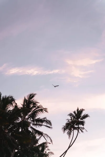 スリランカのミリッサのヤシの木とビーチの日の出の間にきれいな写真 高品質の写真 — ストック写真