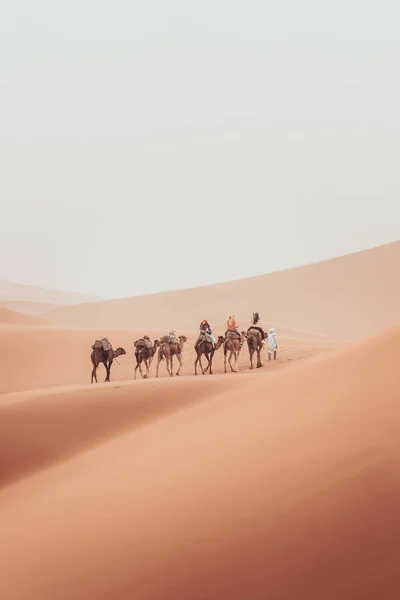 Wędrówka Wielbłądowa Turystami Przez Pustynię Saharyjską Merzouga Maroko Wysokiej Jakości — Zdjęcie stockowe