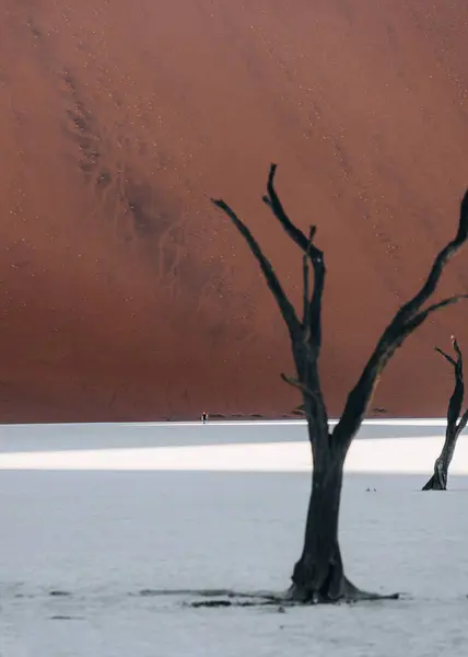 Foto Árvores Velhas Deslumbrante Bela Deadvlei Sossusvlei Namíbia Foto Alta — Fotografia de Stock