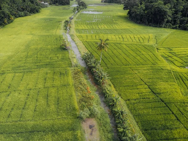 Flygfoto Gröna Ris Fält Landsbygden Sri Lanka Högkvalitativt Foto — Stockfoto