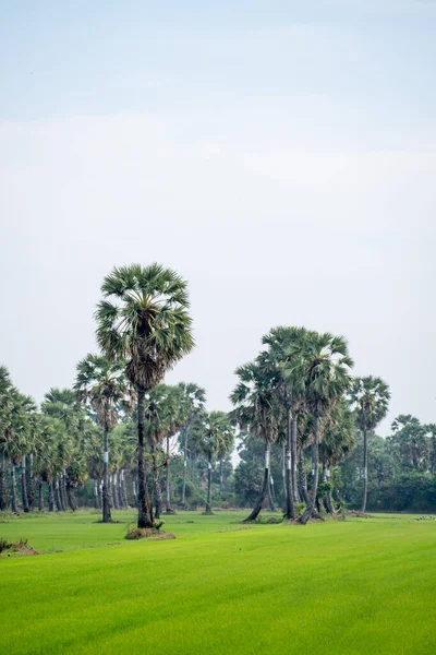 Phetchaburi 지방의 나무와 품질의 — 스톡 사진