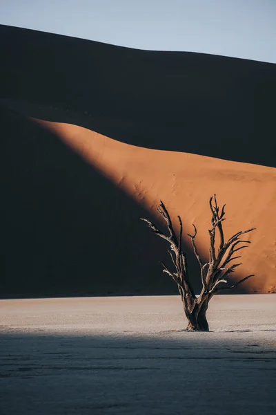 아름답고 아름다운 Deadvlei Sossusvlei 나미비아에서 오래된 나무의 품질의 — 스톡 사진