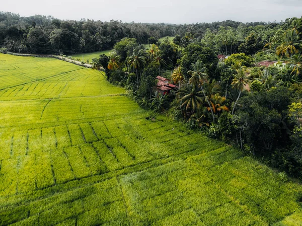 スリランカの田舎の緑の米畑の航空写真 高品質の写真 — ストック写真