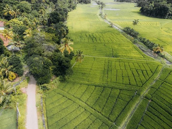 スリランカの田舎の緑の米畑の航空写真 高品質の写真 — ストック写真