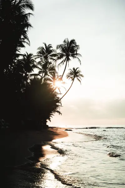 Palmiye ağaçları ve Sri Lanka sahilinde bir insanın silueti ile gün doğumu. Yüksek kalite fotoğraf