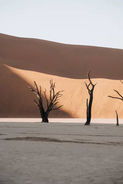 Büyüleyici Güzel Deadvlei Sossusvlei Namibya Daki Yaşlı Ağaçların Fotoğrafı Yüksek — Stok fotoğraf