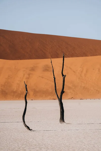 Büyüleyici Güzel Deadvlei Sossusvlei Namibya Daki Yaşlı Ağaçların Fotoğrafı Yüksek — Stok fotoğraf