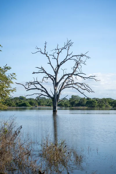 Tree on water during safari game drive in Udawalawa National Park . High quality photo
