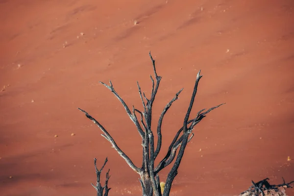 照片上是纳米比亚索苏斯夫莱美丽的德平莱州的古树 高质量的照片 — 图库照片