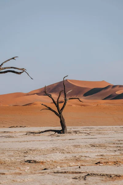Photo Vieux Arbres Dans Magnifique Magnifique Deadvlei Sossusvlei Namibie Photo — Photo