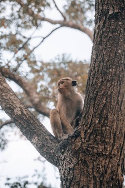 Sabahleyin Sigirya, Ulusal Park 'ta vahşi bir maymun. Yüksek kalite fotoğraf