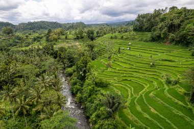 Endonezya 'nın Bali kentindeki Sidemen yakınlarındaki yeşil pirinç tarlalarının hava gündoğumu manzarası. Yüksek kalite fotoğraf