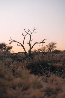 Gün batımında Namibya 'nın güzel manzarası, altın saat. Yüksek kalite fotoğraf