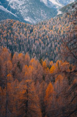 Dolomites Güney Tyrol İtalya 'sında sonbahar yaprakları dağ manzarasında. Yüksek kalite fotoğraf