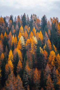 Dolomites Güney Tyrol İtalya 'sında sonbahar yaprakları dağ manzarasında. Yüksek kalite fotoğraf
