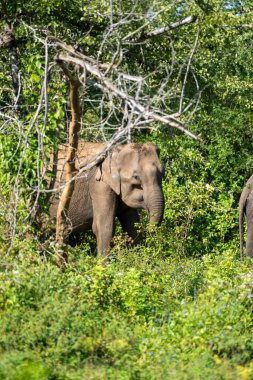 Vahşi filler, Udawalawa Ulusal Parkı 'ndaki safari sırasında Elephas maximus maximus. Yüksek kalite fotoğraf