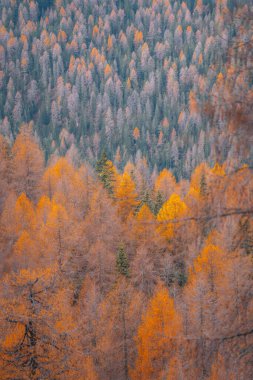 Dolomites Güney Tyrol İtalya 'sında sonbahar yaprakları dağ manzarasında. Yüksek kalite fotoğraf