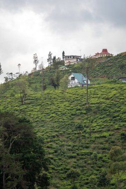 Nuwara Eliya 'nın Sri Lanka dağlarındaki çay tarlalarıyla manzarası. Yüksek kalite fotoğraf