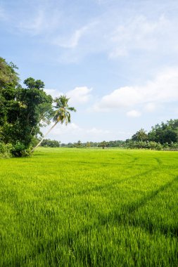 Sri Lanka kırsalındaki Green Lush Rice tarlaları. Yüksek kalite fotoğraf