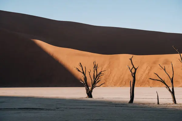 Büyüleyici Güzel Deadvlei Sossusvlei Namibya Daki Yaşlı Ağaçların Fotoğrafı Yüksek — Stok fotoğraf