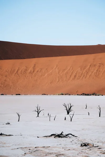 Photo Vieux Arbres Dans Magnifique Magnifique Deadvlei Sossusvlei Namibie Photo — Photo