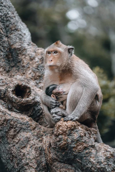 Macaque Monkeys Baby Monkey Phetchaburi Thailand Asia High Quality Photo — Stock Photo, Image