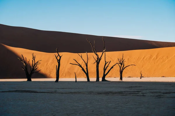 Foto Van Oude Bomen Prachtige Prachtige Deadvlei Sossusvlei Namibië Hoge — Stockfoto