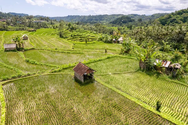 Petite Cabane Cabane Dans Des Rizières Vertes Près Sidemen Bali — Photo