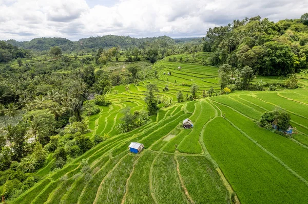 インドネシアのバリのシドメンに近い緑の田園の空中日の出景 高品質の写真 — ストック写真