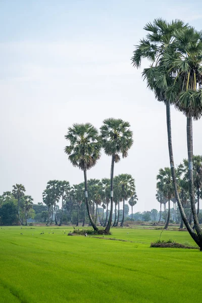 Phetchaburi 지방의 나무와 품질의 — 스톡 사진
