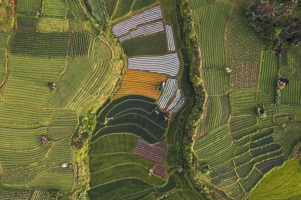 Sidemen Bali Endonezya 'daki Marigold Çiçekleri' ndeki Hut 'ın üst doku detayları. Yüksek kalite fotoğraf