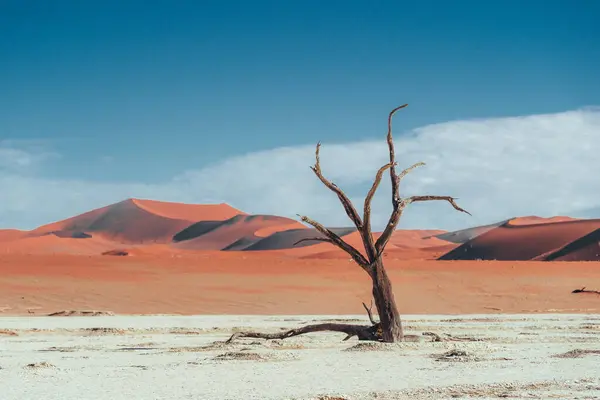 Foto Van Oude Bomen Prachtige Prachtige Deadvlei Sossusvlei Namibië Hoge — Stockfoto