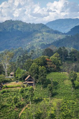 Ella, Sri Lanka 'da çay tarlaları olan küçük Adams Tepesi manzarası. Yüksek kalite fotoğraf
