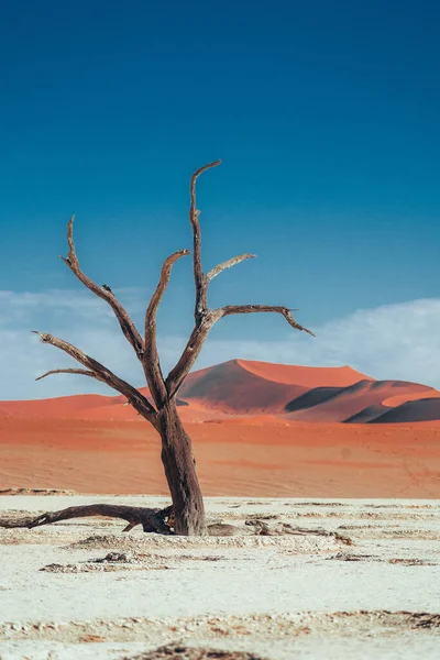 Foto Gamla Träd Den Fantastiska Och Vackra Deadvlei Sossusvlei Namibia — Stockfoto